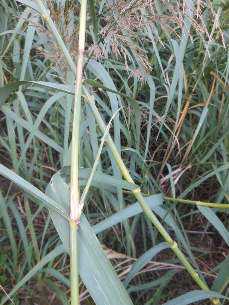 Arundo donaciformis (Loisel.) Hardion, Verlaque & B. Vila